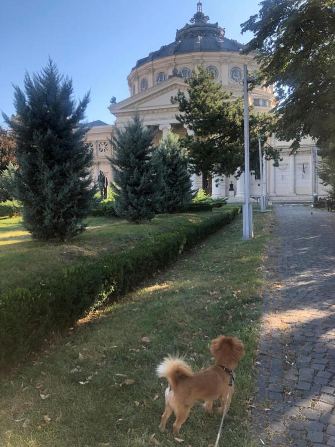 Charming Quiet Studio Coltea Old Town In The Centre Of Bucharest Exterior photo